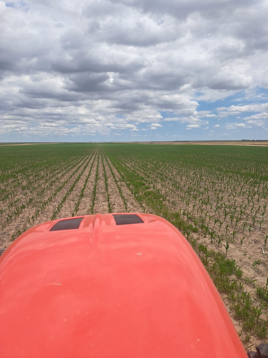 New ground is plenty hairy. I hate volunteer millet! Easy to kill but it just flushes over and over. Hope 1.5 pt metolachlor holds for at least a few weeks.