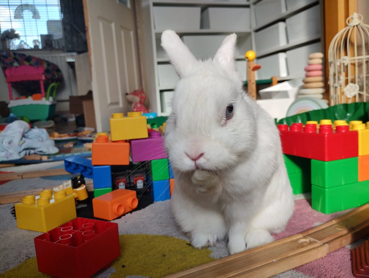 RabbitNeil's tweet image. Sorted, back home melting after air con at the vets. Spurs upper and lower on the inside, but they hadn&apos;t caused any sores. Chilling near the patio door because it&apos;s far too hot! Thanks for your good thoughts!!