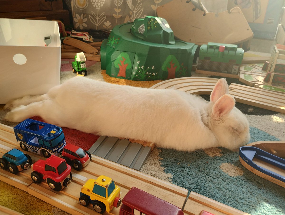 RabbitNeil's tweet image. Sorted, back home melting after air con at the vets. Spurs upper and lower on the inside, but they hadn&apos;t caused any sores. Chilling near the patio door because it&apos;s far too hot! Thanks for your good thoughts!!