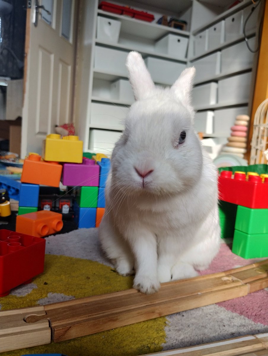 RabbitNeil's tweet image. Sorted, back home melting after air con at the vets. Spurs upper and lower on the inside, but they hadn&apos;t caused any sores. Chilling near the patio door because it&apos;s far too hot! Thanks for your good thoughts!!