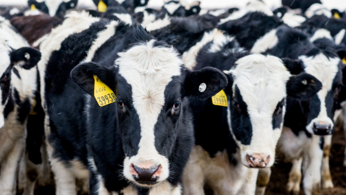 New FMMO rules are now in effect as of June 1, 2025. This means pricing shifts, tighter margins, and new risk management challenges for producers. Read more about the impact from our @terrainag dairy analyst, <a href="/laine_ben/">Ben Laine</a>.

Dive into the full breakdown 👉 brnw.ch/21wTNjE