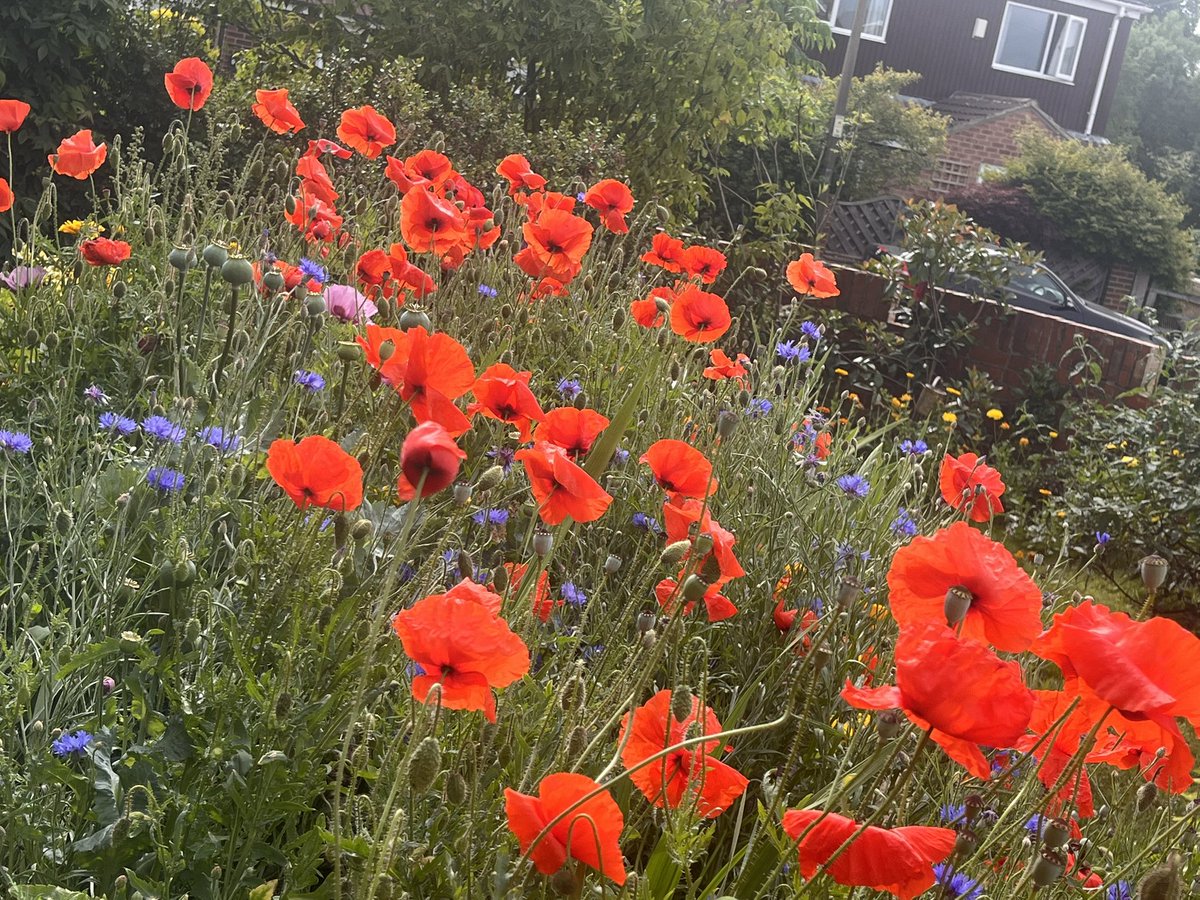 Benbbirder's tweet image. Garden poppies and cornflowers- what’s not to like, @kerriegosneyTV