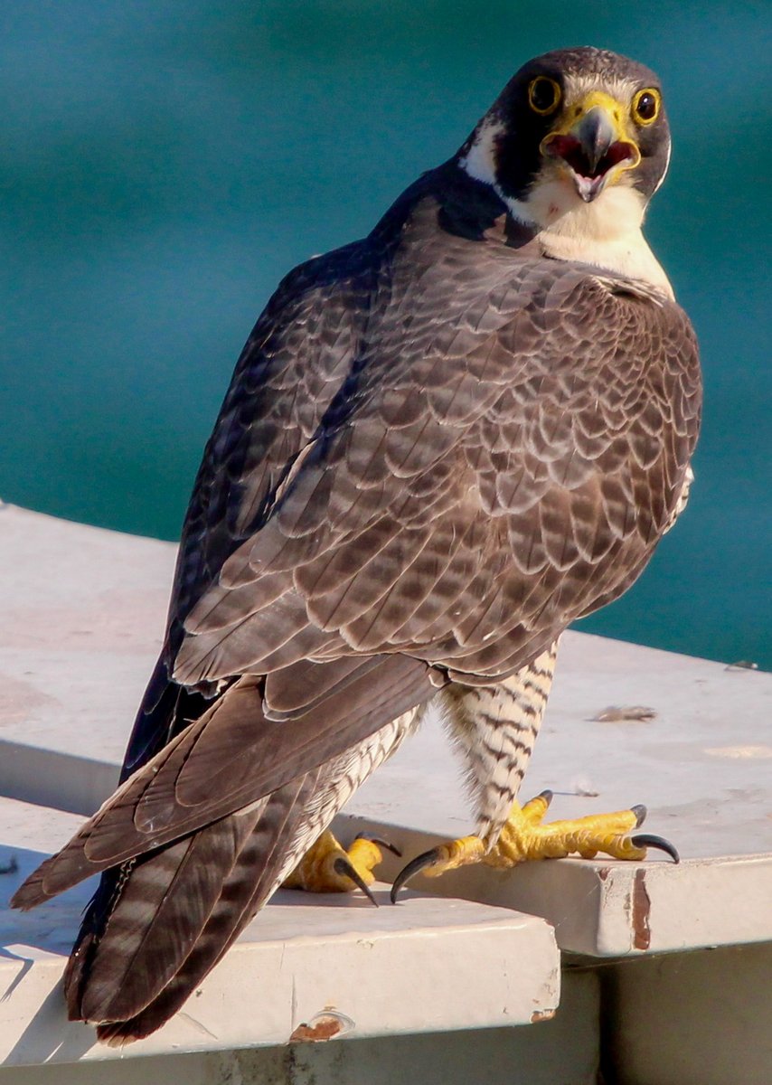 ReclamationCGB's tweet image. Check out this Peregrine Falcon chilling on the temperature control device at Shasta Dam! This raptor can reach up to 200 to 240 miles per hour, which makes it one of the fastest animals out there! 📷Sabrina Lindahl, Reclamation Guide.