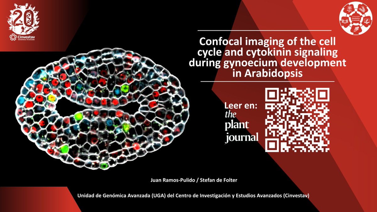 Unidad de Genómica Avanzada del Cinvestav (@uga_langebio) on Twitter photo ✨¡NUEVO ARTÍCULO!✨
🔷Les invitamos a leer: "Confocal imaging of the cell cycle and cytokinin signaling during gynoecium development in Arabidopsis" del Dr. Stefan de Folter, Profesor Investigador de <a href="/uga_langebio/">Unidad de Genómica Avanzada del Cinvestav</a>, y el doctorando Juan Ramos Pulido, de Biotecnología de Plantas. ✨¡NUEVO ARTÍCULO!✨
🔷Les invitamos a leer: "Confocal imaging of the cell cycle and cytokinin signaling during gynoecium development in Arabidopsis" del Dr. Stefan de Folter, Profesor Investigador de <a href="/uga_langebio/">Unidad de Genómica Avanzada del Cinvestav</a>, y el doctorando Juan Ramos Pulido, de Biotecnología de Plantas.
