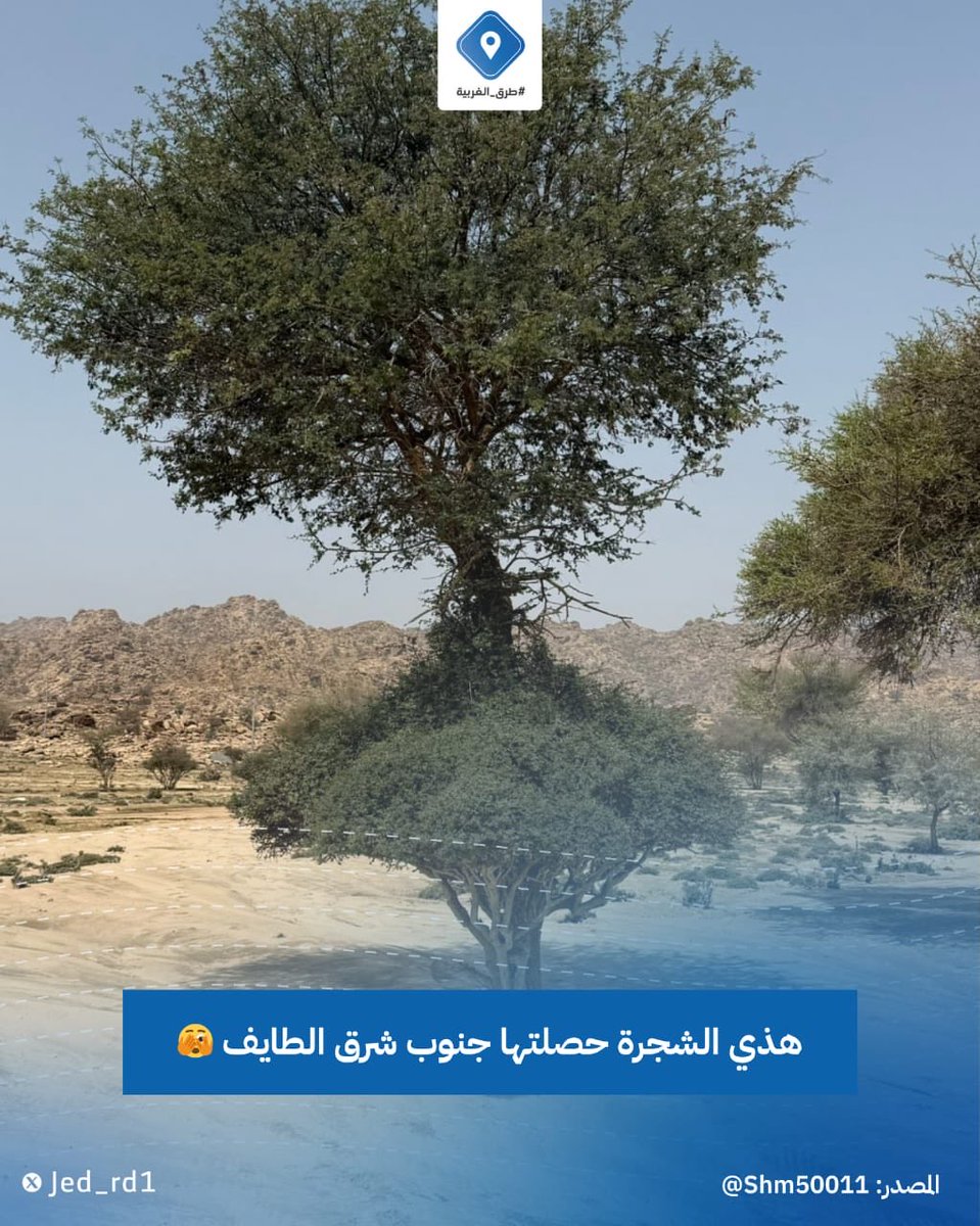 هذي الشجرة حصلتها جنوب شرق #الطائف  🫣