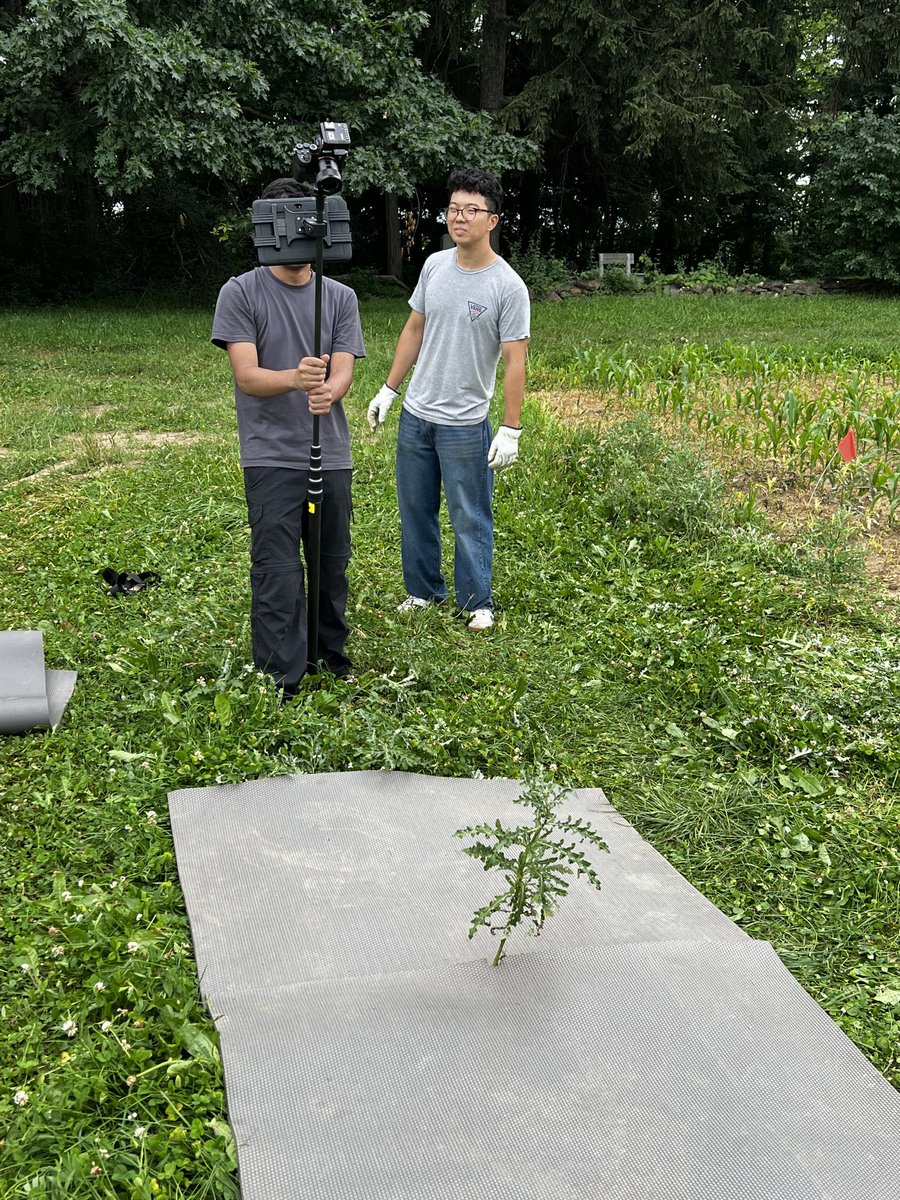 Conducting photoshoot of Canada thistle plants ⁦<a href="/CornellCALS/">Cornell CALS</a>⁩ research farm for collecting weed image database for #AI based weed detection. Collaborative project on weed image repository with #USDA and ⁦<a href="/GetRidOfWeeds/">GROW.IWM</a>⁩ team members