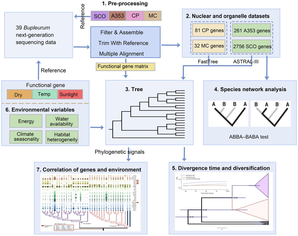 JournalSysEvo's tweet image. #Evolution studies on non-model #plants are hindered by #cost and lack of #data. Song et al. show the potential value of next-generation sequencing (NGS) data to create robust #phylogenetic frameworks for study.
doi.org/10.1111/jse.13… @WileyEcolEvol #systematics #PlantSci #JSE