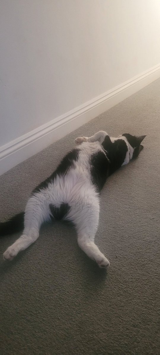You know it's  too bloody hot when ya cat does this