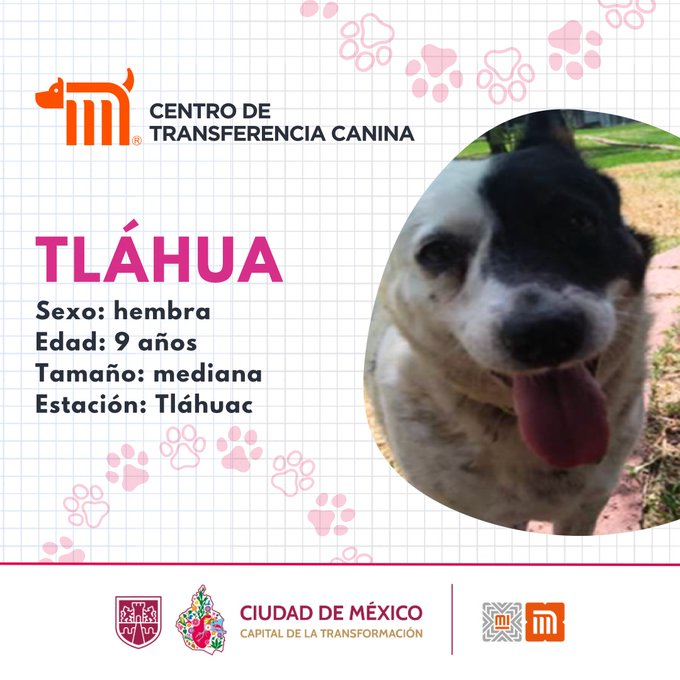 ctcdelmetro's tweet photo. Tláhua, es una lomita hermosa del #CTCDelMetro, ella tiene 9 años, es mediana y vive cada día  jugueteando. ¿Te gustaría que fuera parte de tus aventuras? En el siguiente enlace consulta los requisitos de adopción: https://t.co/qj7liQsl4b #AdoptaNoCompres #AdoptaMetro🏡 https://t.co/kNZeF49xKM