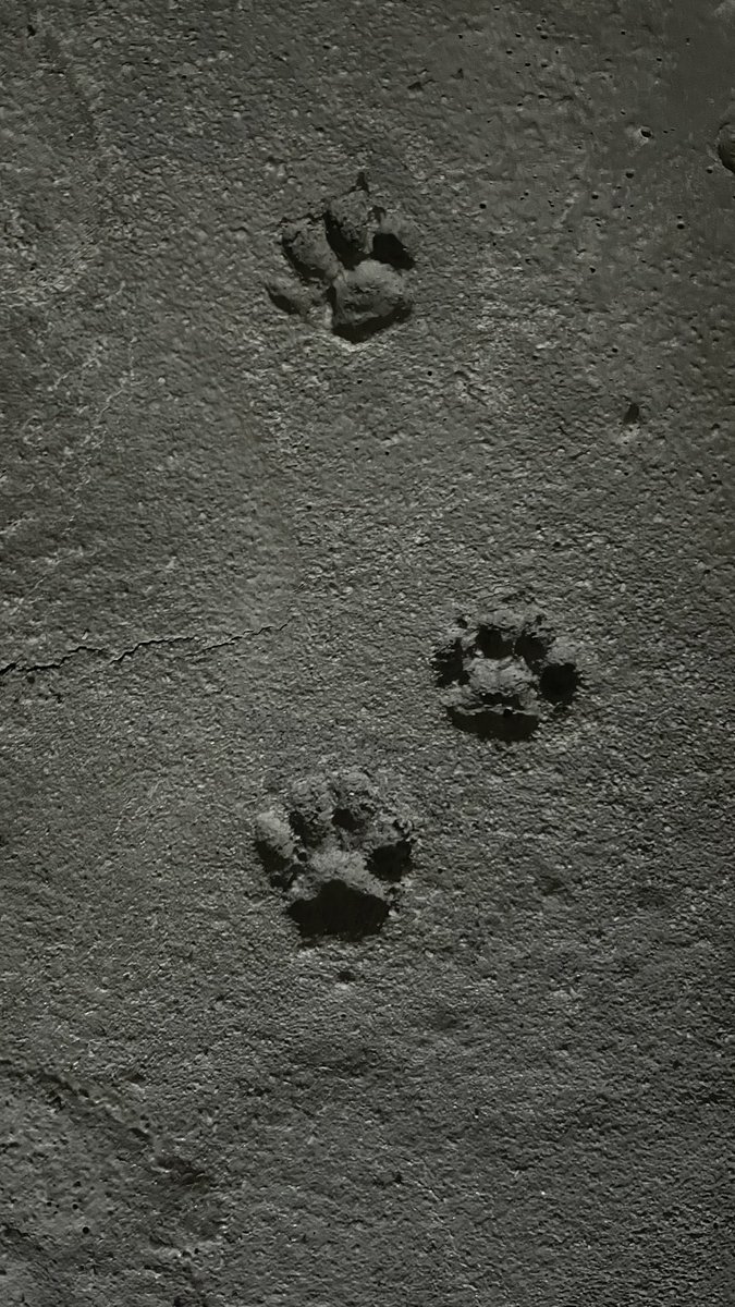 creastained's tweet photo. Paw. https://t.co/SctR3i8mPX