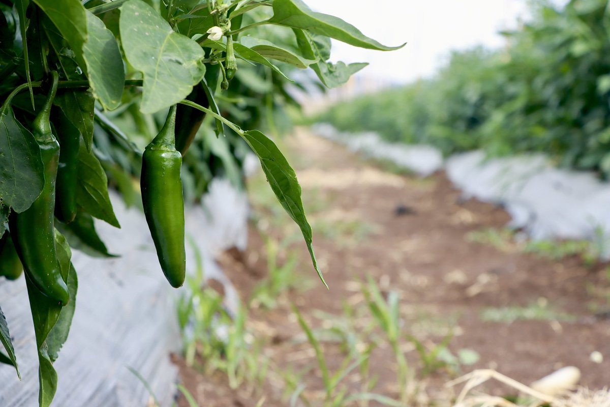 El chile es un pilar de nuestra identidad gastronómica, y #Jalisco se alza como un gigante en su producción. Nuestro estado aporta una diversidad increíble de chiles, desde el icónico Yahualica hasta el poblano y el chile morrón.