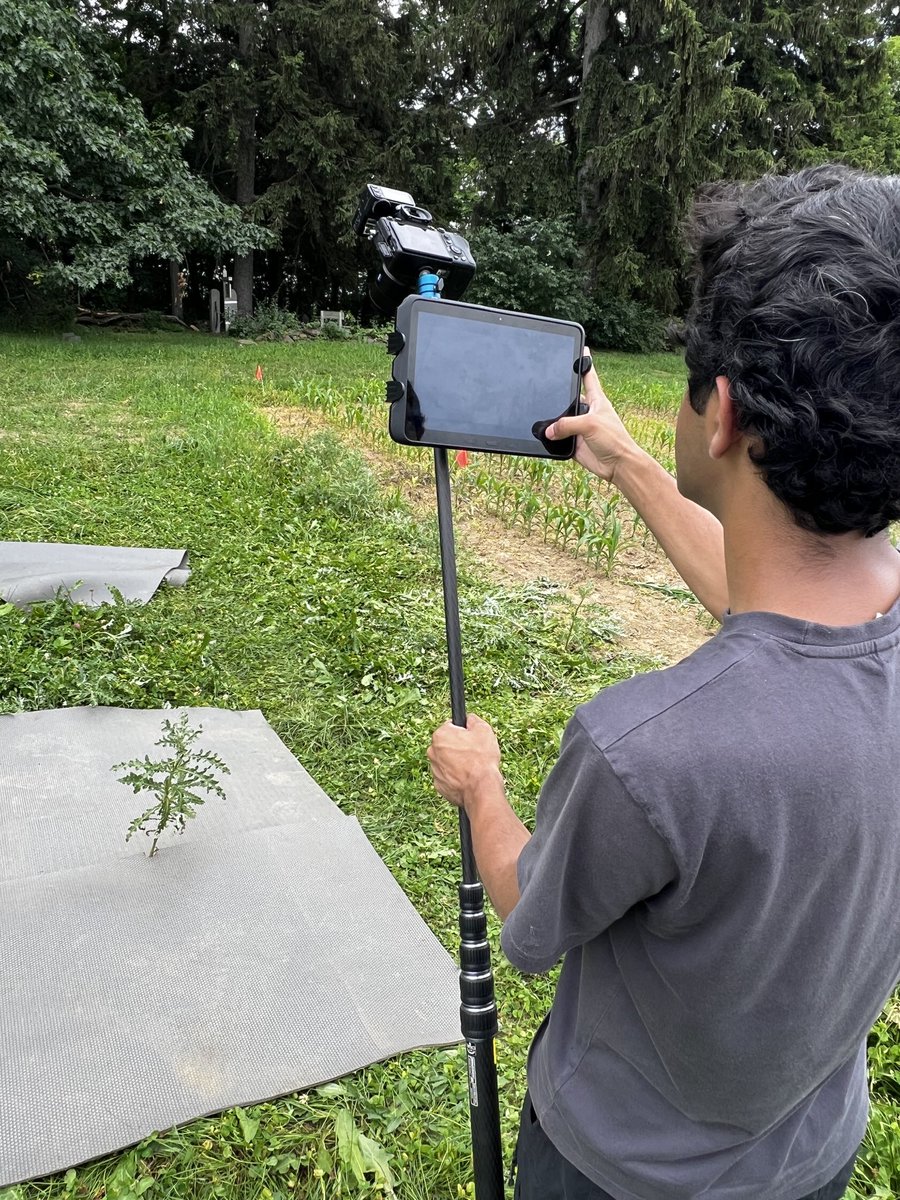 cornellweedsci's tweet photo. Conducting photoshoot of Canada thistle plants ⁦@CornellCALS⁩ research farm for collecting weed image database for #AI based weed detection. Collaborative project on weed image repository with #USDA and ⁦@GetRidOfWeeds⁩ team members https://t.co/uiaLljn8QE