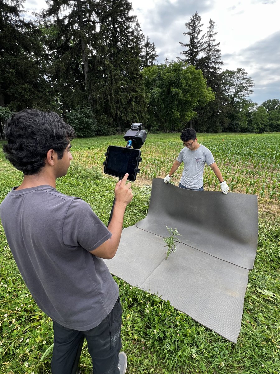 cornellweedsci's tweet photo. Conducting photoshoot of Canada thistle plants ⁦@CornellCALS⁩ research farm for collecting weed image database for #AI based weed detection. Collaborative project on weed image repository with #USDA and ⁦@GetRidOfWeeds⁩ team members https://t.co/uiaLljn8QE