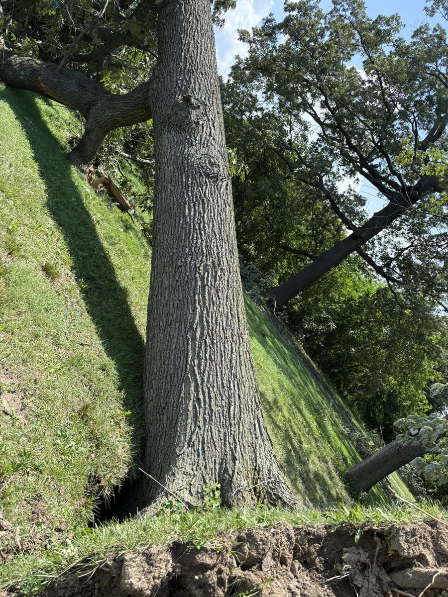 WeatherTalkDave's tweet photo. Some photos from Chesterwood Park in Dundalk. Possible straight line wind damage from the looks of it https://t.co/kQ27OnwLWg