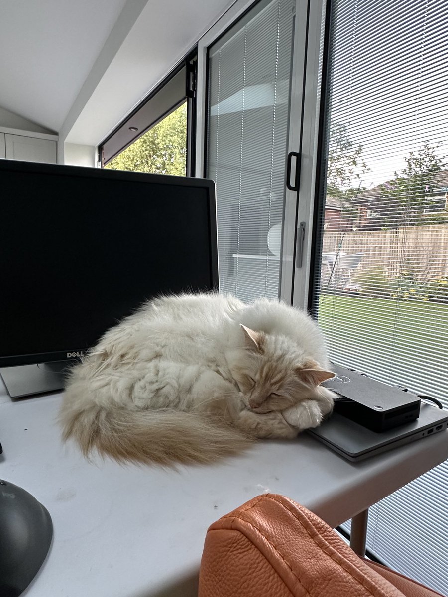 Trying to do some work 😂 #leo #birmancat