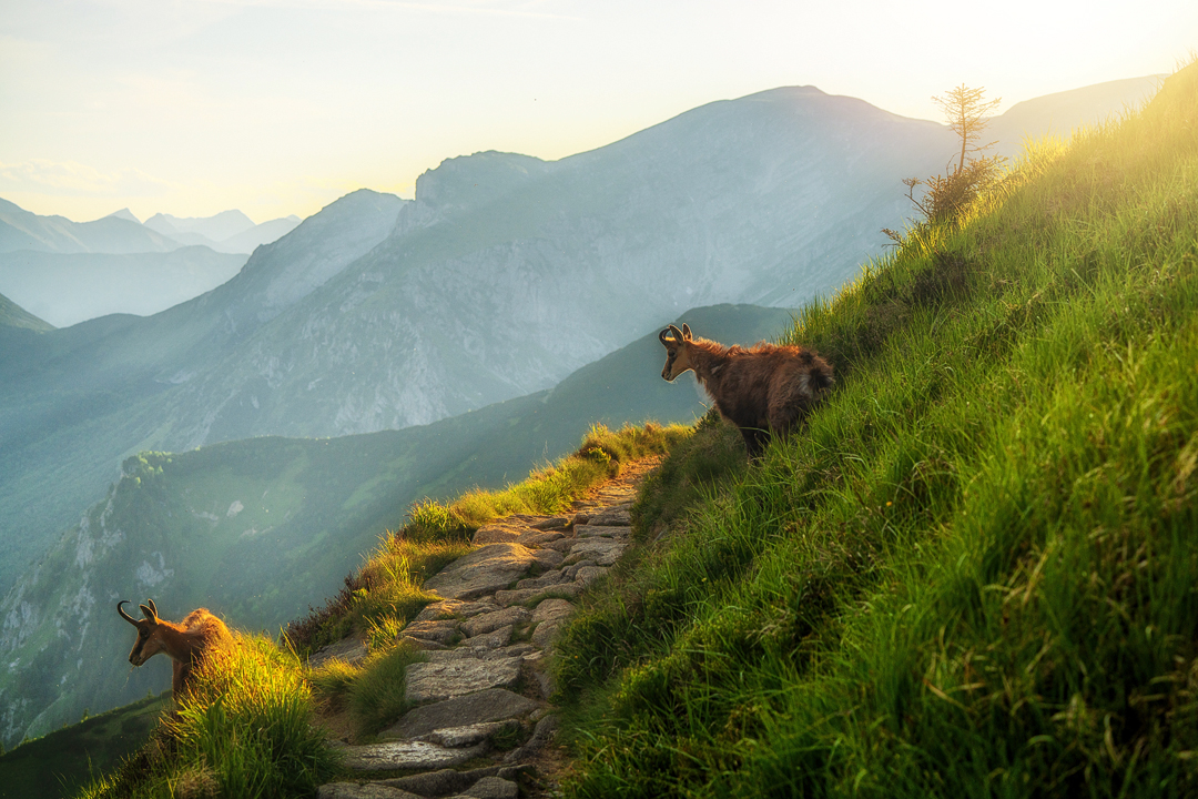 AdamBrzozaCOM's tweet photo. #tatry #moutain #nature #nature_lovers https://t.co/jANgRkpzXS