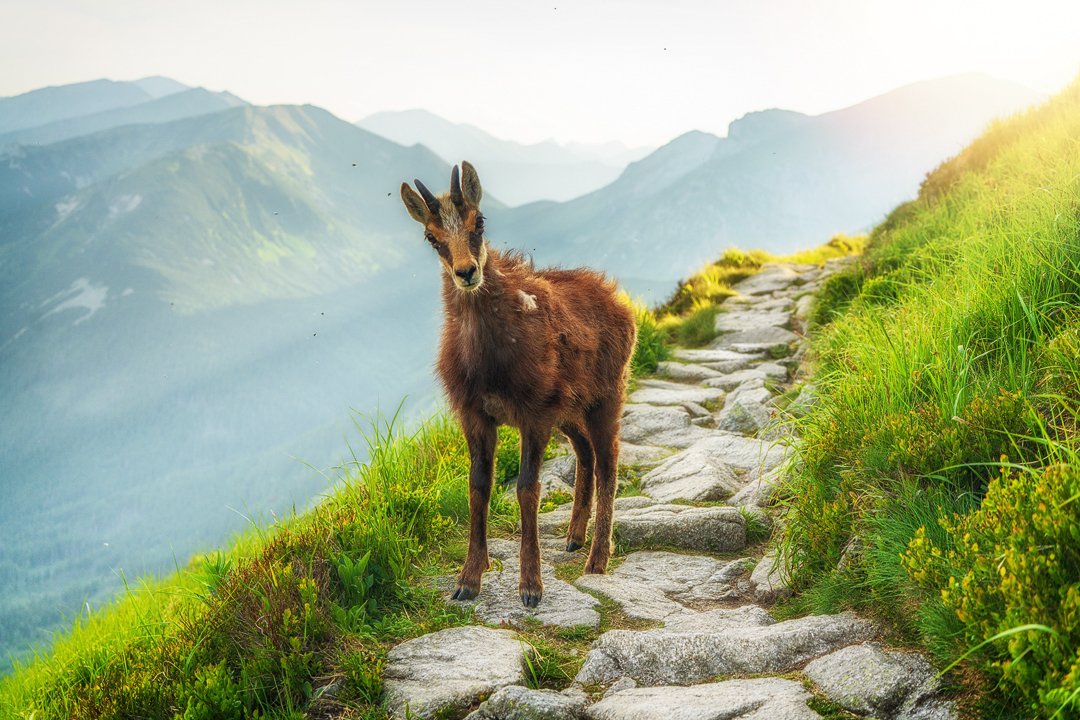 AdamBrzozaCOM's tweet photo. #tatry #moutain #nature #nature_lovers https://t.co/jANgRkpzXS