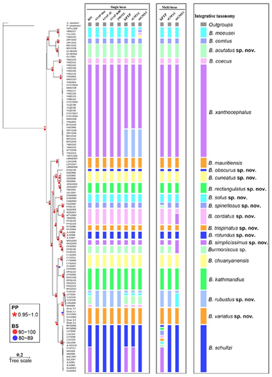 JournalSysEvo's tweet image. Sorting out the #taxonomy of Burmoniscus has historically been a challenge, but Yao et al. show that an integrative approach can clarify #species boundaries & uncover hidden #diversity in this genus of terrestrial #isopods.
doi.org/10.1111/jse.13… @WileyEcolEvol #systematics #JSE