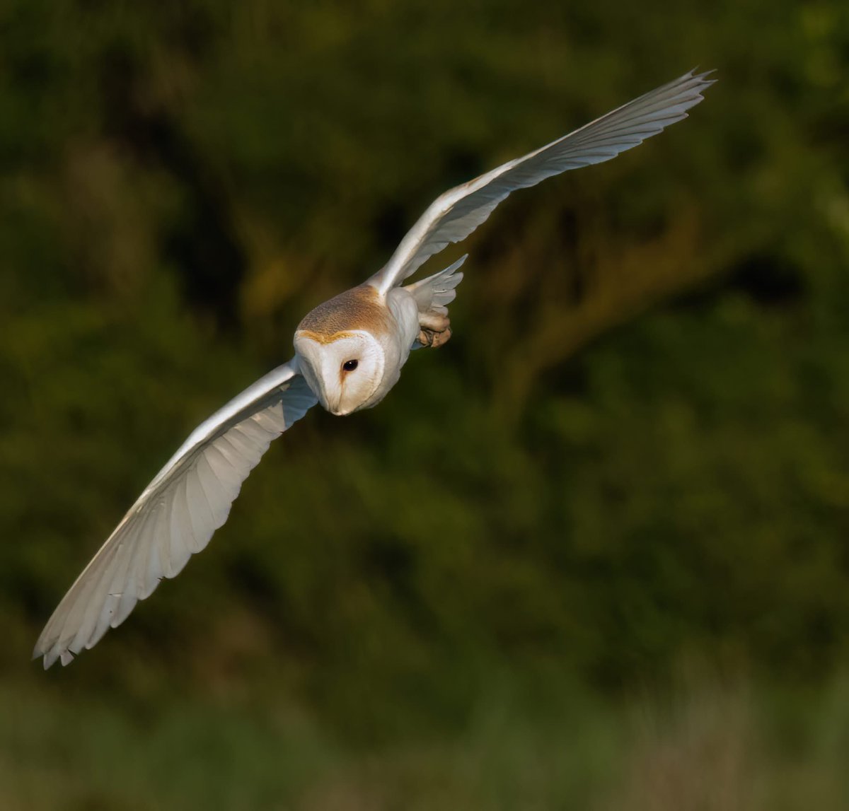Benbbirder's tweet image. Bempton sunset. Just Superb.