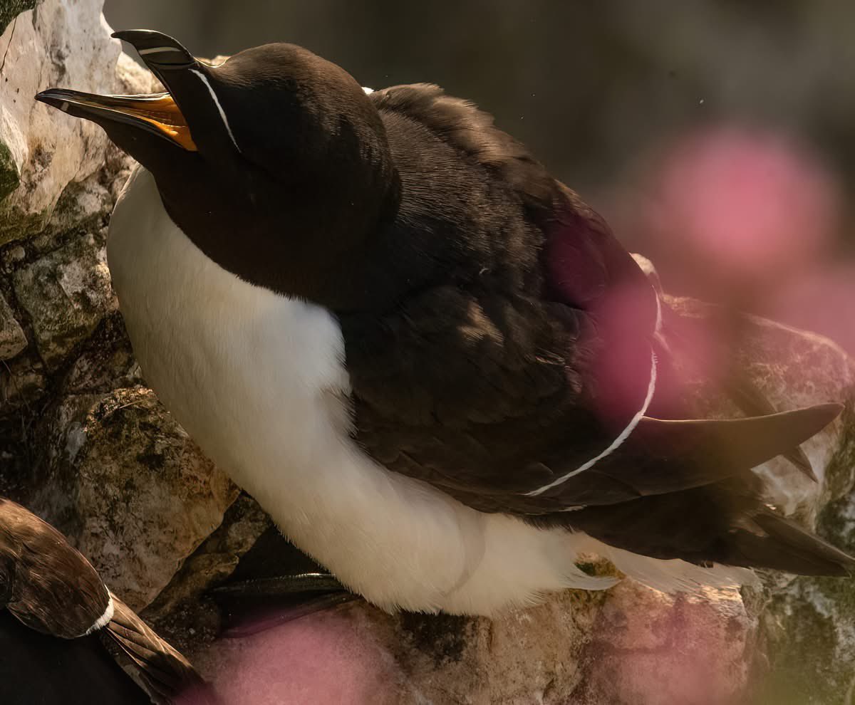Benbbirder's tweet image. Bempton sunset. Just Superb.