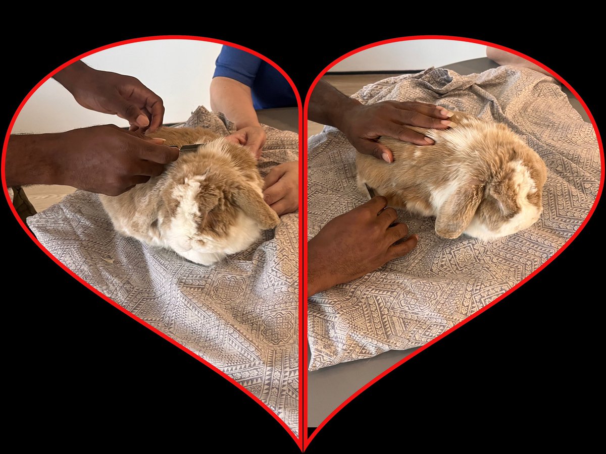 SABP FRH Therapies (@frh_therapies) on Twitter photo The people who use our PICU services enjoyed some Reggie therapy and also giving Reggie some pampering 🥰
<a href="/sabpNHS/">Surrey and Borders Partnership NHS Foundation</a> <a href="/LouiseWiggins17/">Louise Wiggins</a> <a href="/ClaireC91144502/">Claire Clifford</a> <a href="/MichelleMarlan1/">Michelle Marland</a> The people who use our PICU services enjoyed some Reggie therapy and also giving Reggie some pampering 🥰
<a href="/sabpNHS/">Surrey and Borders Partnership NHS Foundation</a> <a href="/LouiseWiggins17/">Louise Wiggins</a> <a href="/ClaireC91144502/">Claire Clifford</a> <a href="/MichelleMarlan1/">Michelle Marland</a>