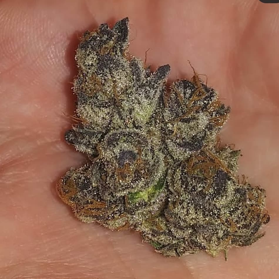 Sherb Crasher AKA "runtz killa"