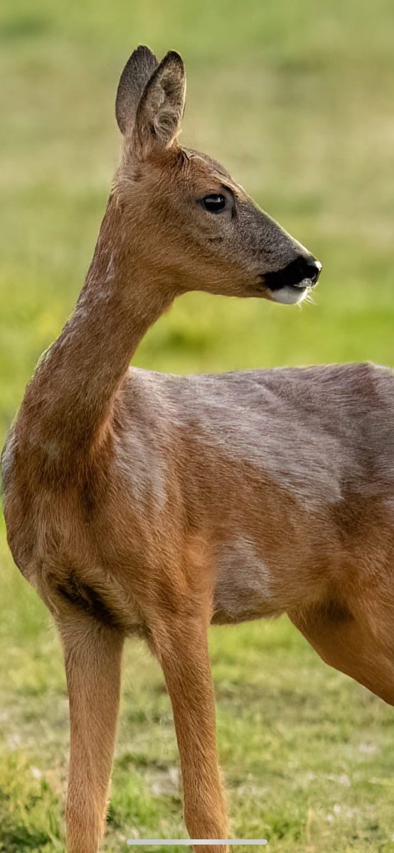 Benbbirder's tweet image. A Bempton beauty