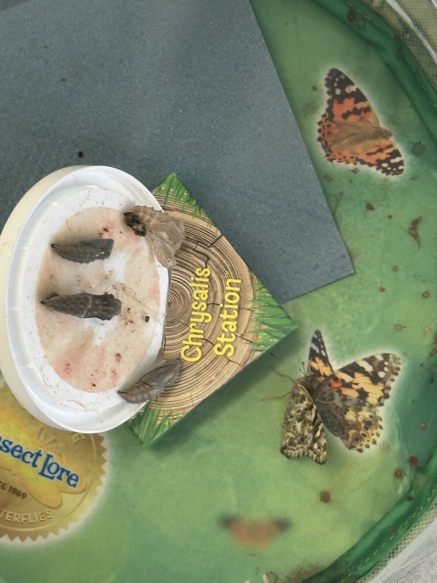 Very exciting update from Team Opal! We had two butterflies emerge from the   chrysalis today! The children were very excited to see the butterflies stretch and dry their wings and fly around the net. 
<a href="/TeamManorGreen/">Manor Green Primary #ReadyRespectfulSafe</a>