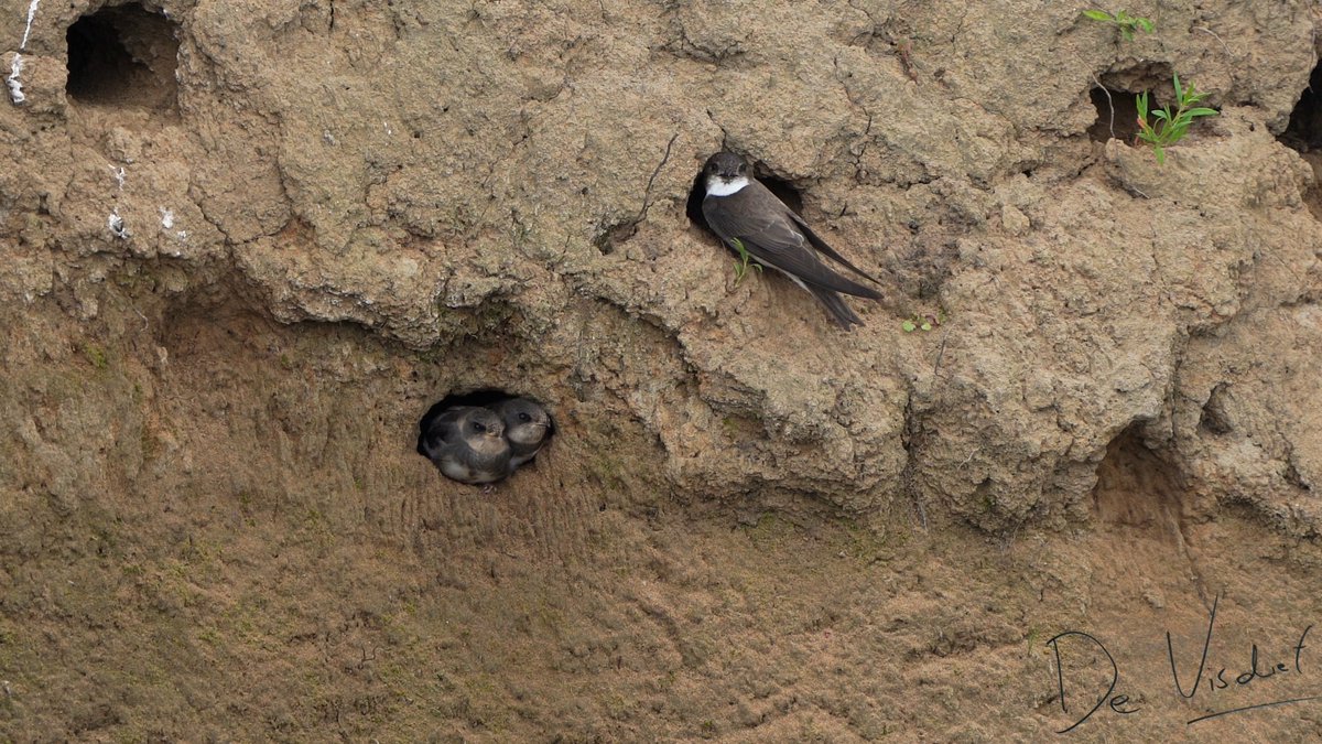 Een vogelwandeling over de Groesplaat bij Sleeuwijk waar ik in jaren niet was geweest. Deze prachtige vogelwandeling werd memorabel, maar niet door een vogel. Een insect stal de show: youtube.com/watch?v=uTVZli… #Sleeuwijk #vogelskijken