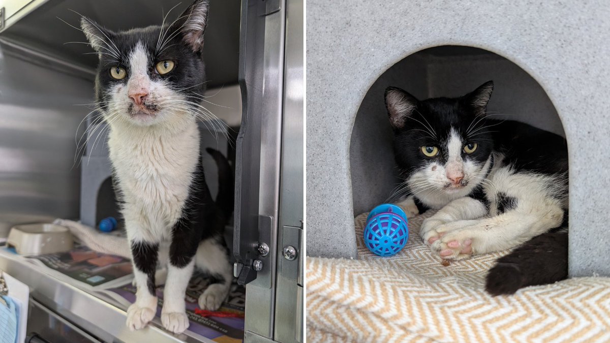 Bertie was attacked by a group of teenagers on Bearwood Road, #Smethwick on 30th May 💔

A 14-year-old passerby bravely intervened and took Bertie home to his mum, who kindly brought him to <a href="/RSPCABirmingham/">RSPCA Birmingham</a>.

If you have any info, please contact our appeals line on 0300 123 8018.