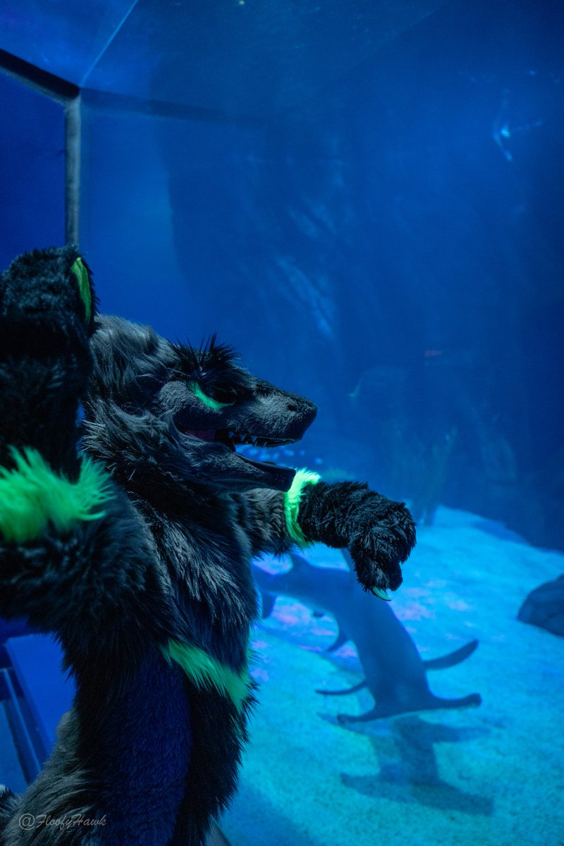 I don't see any fishes, I am going to bang on the glass so they know I am here. #Sergal #Water #FWA #FWA2025 #GeorgiaAquarium #Shark #DoNotEverBangOnTheGlass
📸: <a href="/FloofyHawk/">HawkPool</a>
