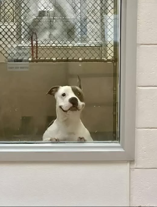 He stood there every day, quietly watching behind the glass — not barking, not jumping, just waiting. Through months of loneliness, cold nights, and silent goodbyes, he never gave up hope. And today, that hope turned into something beautiful. This is the story of a dog who was