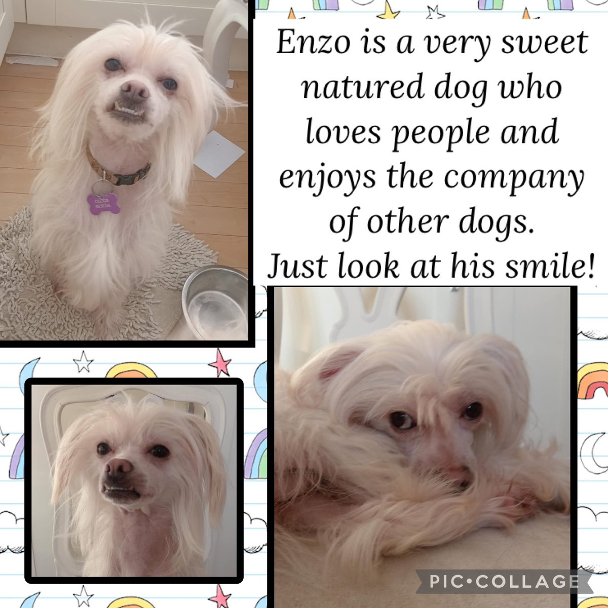 The Chinese Crested Club Of Great Britain Rescue tweet media