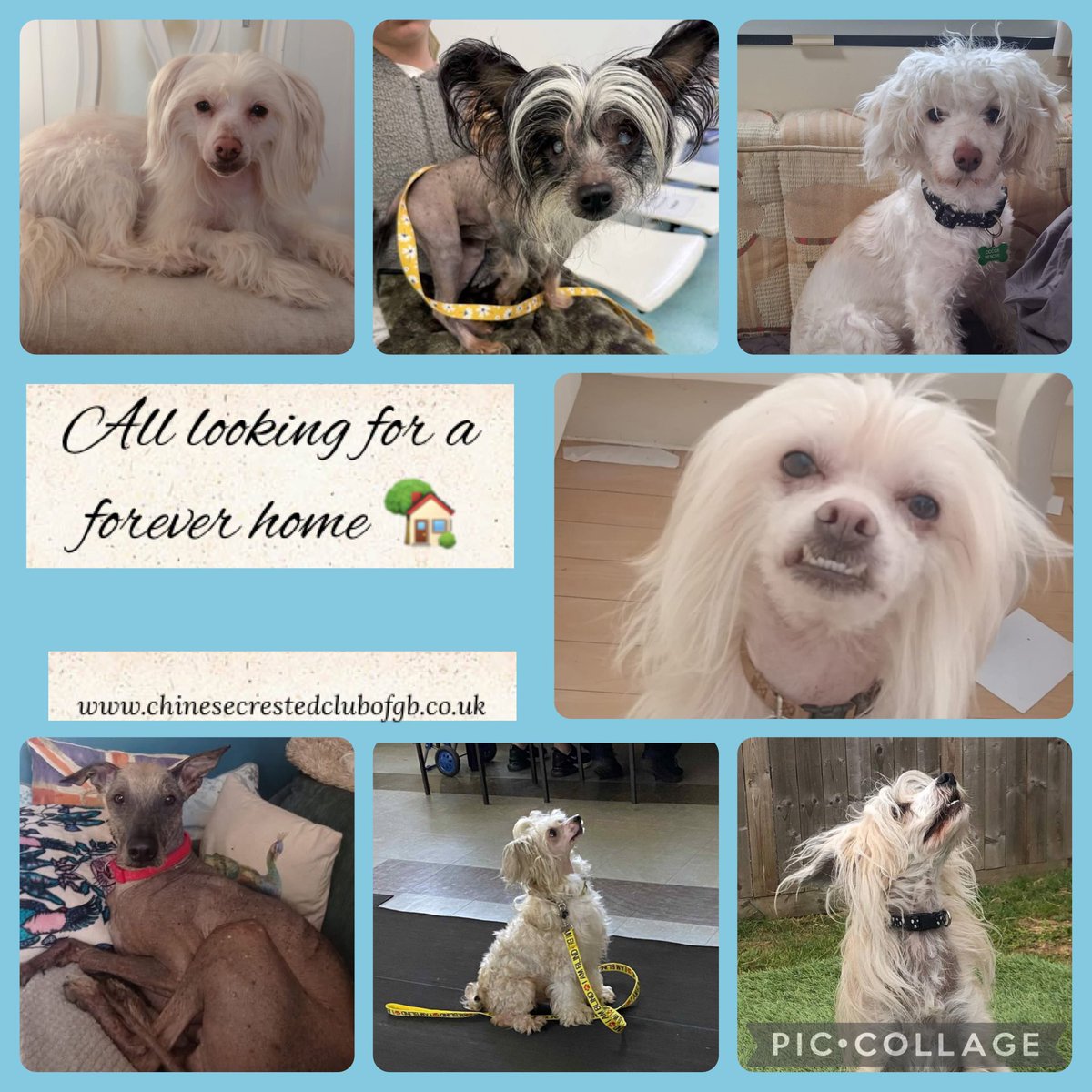 The Chinese Crested Club Of Great Britain Rescue tweet media