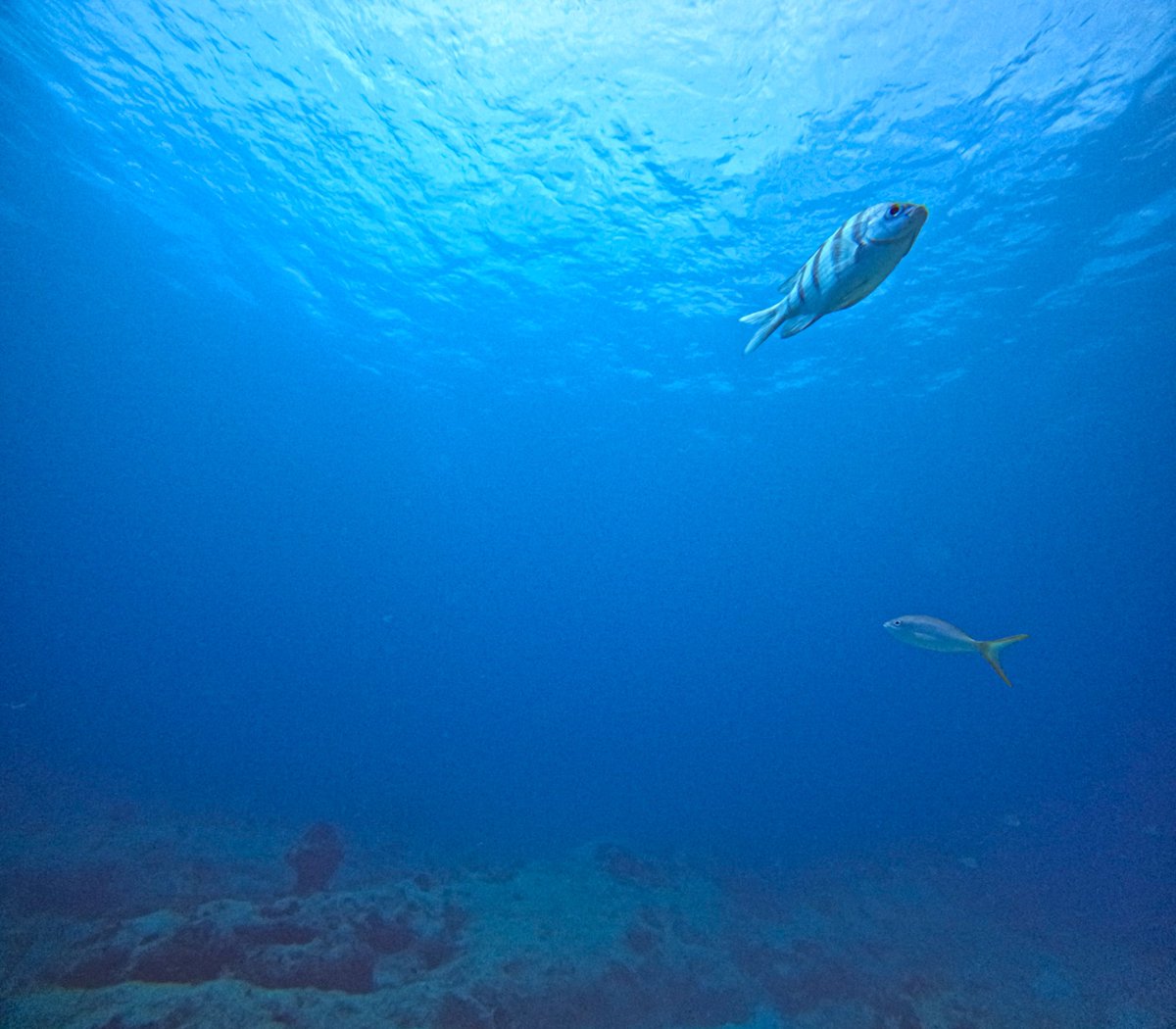 labry_de's tweet image. Looking up gives a new perspective