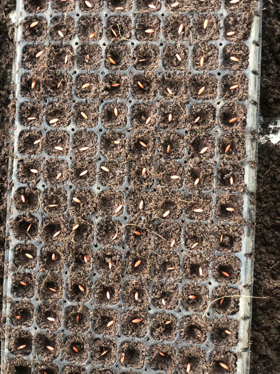 ToluAdams3's tweet image. Visibility is everything 

#effectfarmer #agribusiness