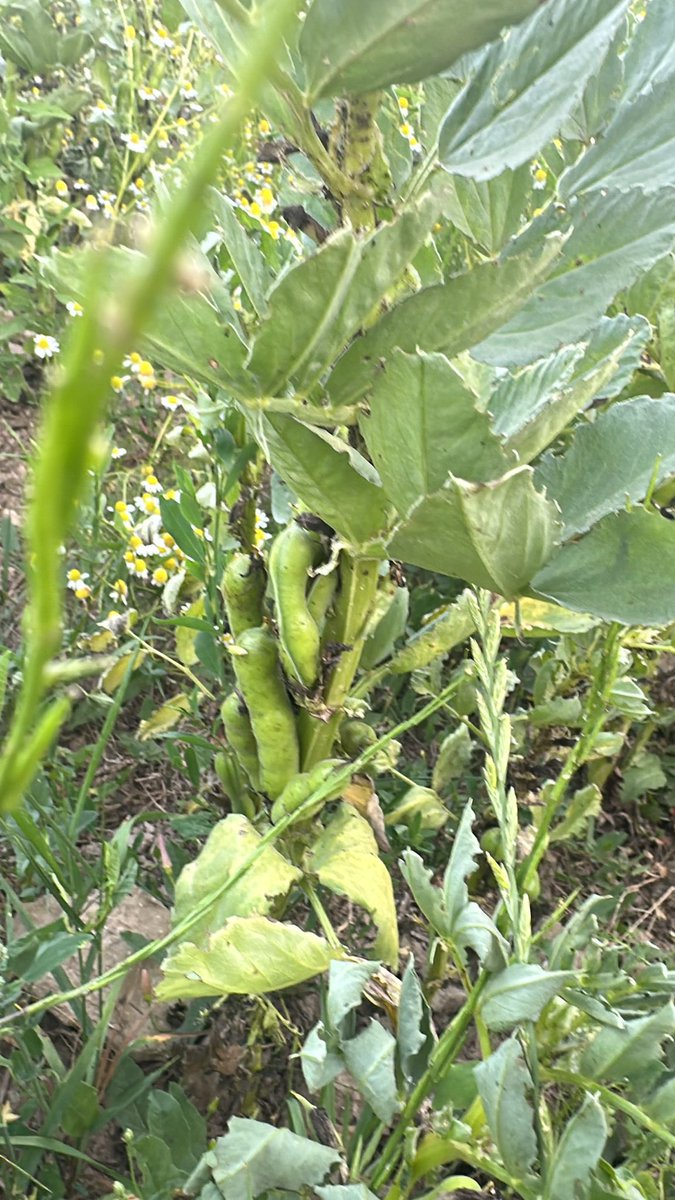 Twitter friends… anyone knows what these are growing in the field? The pod things!!! 😂