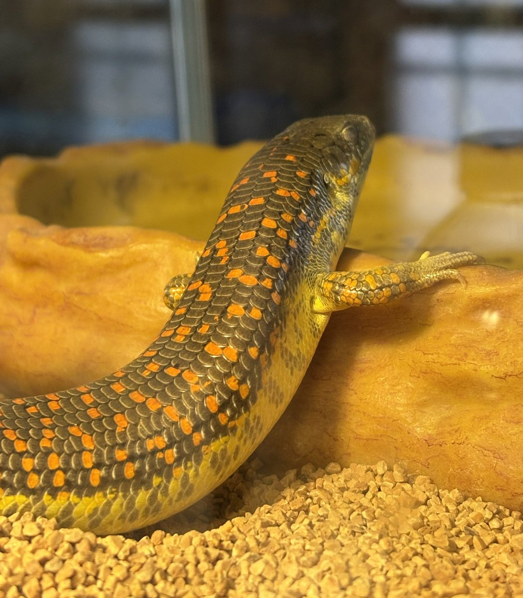 杏様ご確認用です(^-^) GvAHgv-WAAAyoWK.jpg