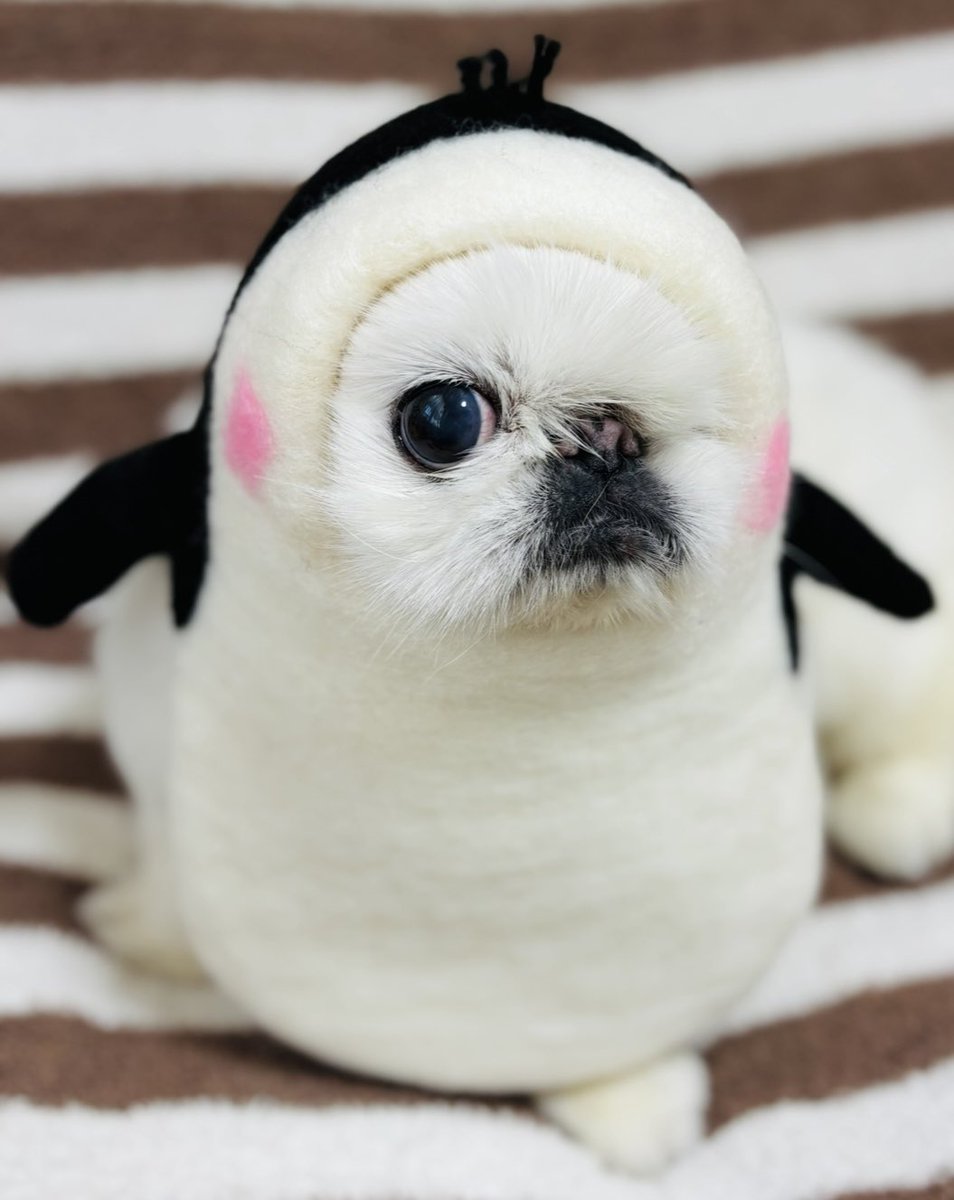 はるぴこ (@harupiko__) / Posts / X