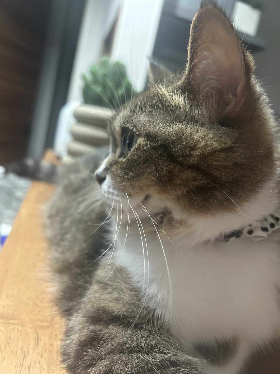ねこたん日記 tweet media
