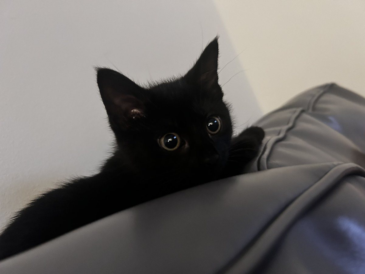 grylum's tweet image. Showing off my kitty, her name is Plagg
And she really lives up to the name 😭