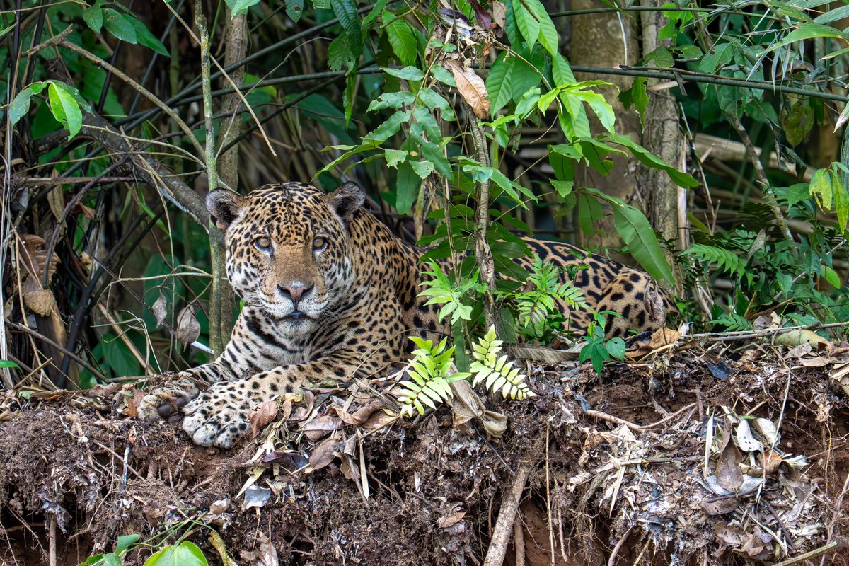 RainforestEx's tweet photo. This past weekend, we had an incredible sighting: a jaguar appeared along the banks of the Tambopata River during the journey to Tambopata Research Center. Our travelers witnessed a unique and unforgettable moment in the heart of the Amazon rainforest.
#amazonwildlife #jaguar https://t.co/5kW5UNaWfe