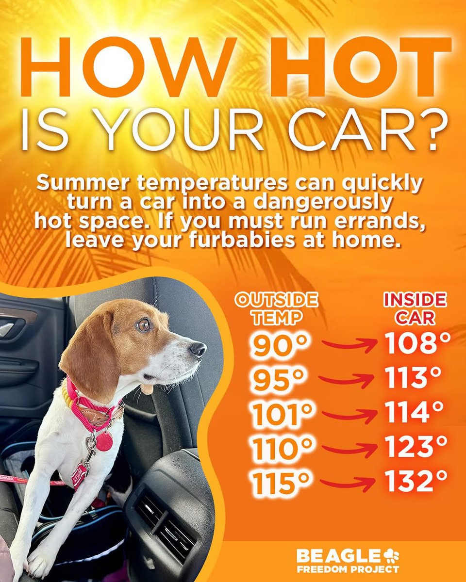 beaglefreedom's tweet image. Never leave your dog in a hot car — not even for a minute🐶🔥
Temperatures can rise dangerously fast, turning your car into an oven. Even with the windows cracked, it can become deadly in minutes.
If you love them, don’t leave them. Take them with you or leave them at home.❤️