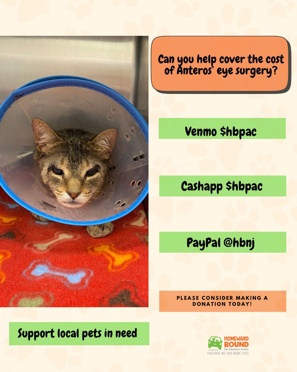 HomewardPetsNJ's tweet image. Can you help us cover the cost of Anteros’ delicate eye surgery? His procedure and care has cost $1,200. As a non-profit, we rely on the generous donations from our supporters to provide cats like Anteros with the care they need.
form-renderer-app.donorperfect.io/give/homeward-…