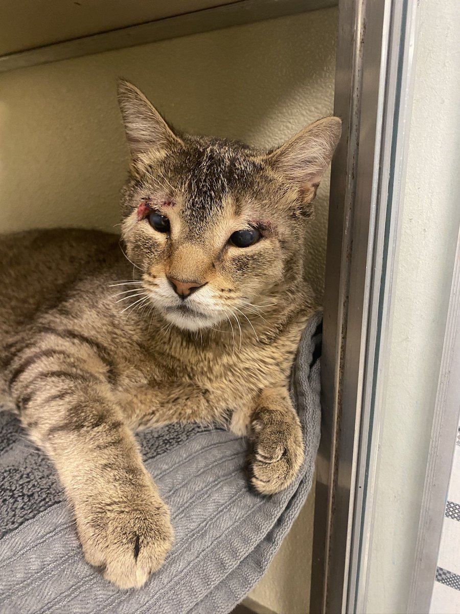 HomewardPetsNJ's tweet image. Can you help us cover the cost of Anteros’ delicate eye surgery? His procedure and care has cost $1,200. As a non-profit, we rely on the generous donations from our supporters to provide cats like Anteros with the care they need.
form-renderer-app.donorperfect.io/give/homeward-…