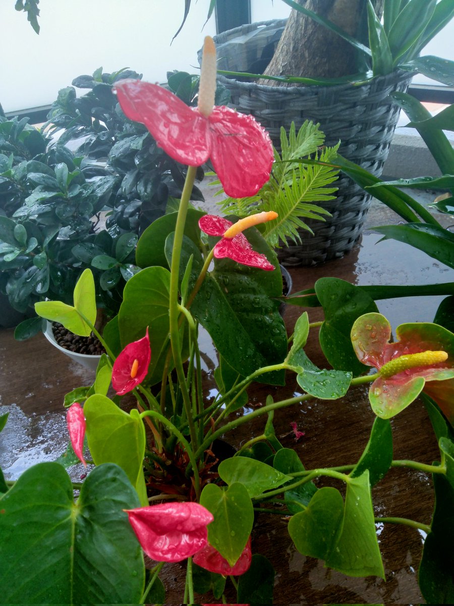 soultouchhiro's tweet image. 今年もアンスリウムが元気一杯で
相変わらずジャングルなベランダ♪
どんどん出てくるおチビちゃんがほんと可愛くて癒される💕
綺麗なピンクも咲いてくれたぁ🌺

朝身体が重かったけどこの子達に触れてるとフワッと波動が変わって軽くなるのがわかる✨
いつもありがとう🍀