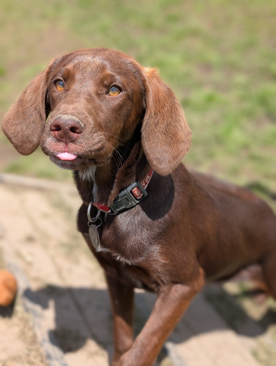 beaglefreedom's tweet image. Meet Truffle, ready to steal your heart! 🐶
She’s sweet, affectionate, playful… & she still has that irresistible puppy breath! 😍🐶
Truffle is dreaming of her forever home🏡
🐶 8 months, 50 lbs
✨ Great w/ other dogs!
📍 Nowata, OK
Apply here: bfp.org/adopt ❤️