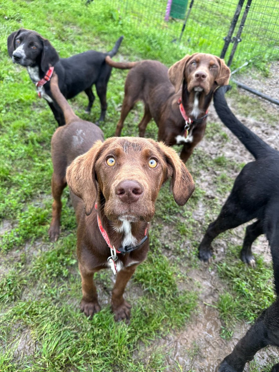 beaglefreedom's tweet image. Meet Truffle, ready to steal your heart! 🐶
She’s sweet, affectionate, playful… & she still has that irresistible puppy breath! 😍🐶
Truffle is dreaming of her forever home🏡
🐶 8 months, 50 lbs
✨ Great w/ other dogs!
📍 Nowata, OK
Apply here: bfp.org/adopt ❤️