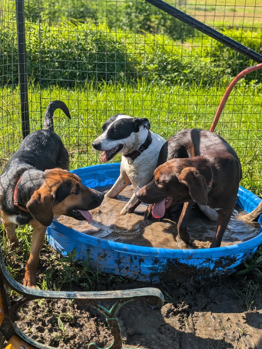 beaglefreedom's tweet image. Meet Truffle, ready to steal your heart! 🐶
She’s sweet, affectionate, playful… & she still has that irresistible puppy breath! 😍🐶
Truffle is dreaming of her forever home🏡
🐶 8 months, 50 lbs
✨ Great w/ other dogs!
📍 Nowata, OK
Apply here: bfp.org/adopt ❤️