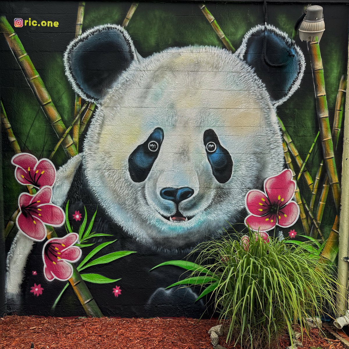 dav1dar's tweet image. Murals of Orlando.
#OrlandoMurals, #MuralPhotography, #iPhone16ProMaxPhoto, #PolarProFilters